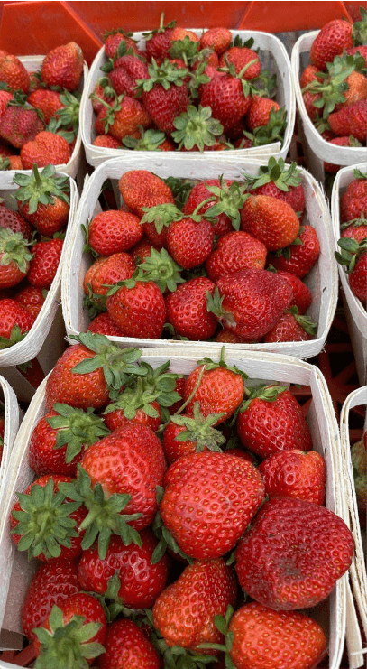 Baskets filled with fresh cherries, ready for harvest at a cherry orchard, showcasing vibrant red fruit.