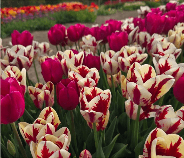 Close-up of vibrant red flowers in full bloom, showcasing their rich color and intricate petals.