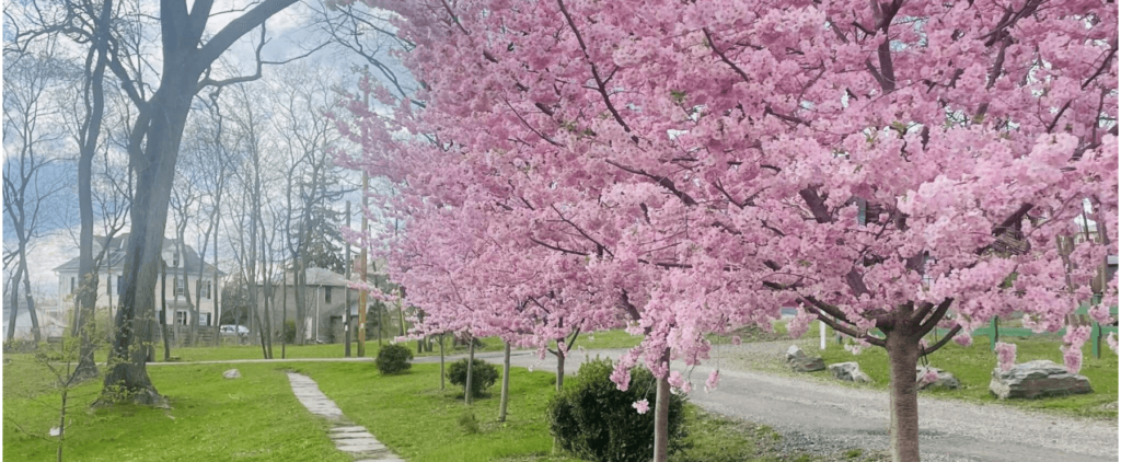 Trees in full bloom with pink flowers, signaling springtime in Greene County, NY, under a bright sunny sky.
