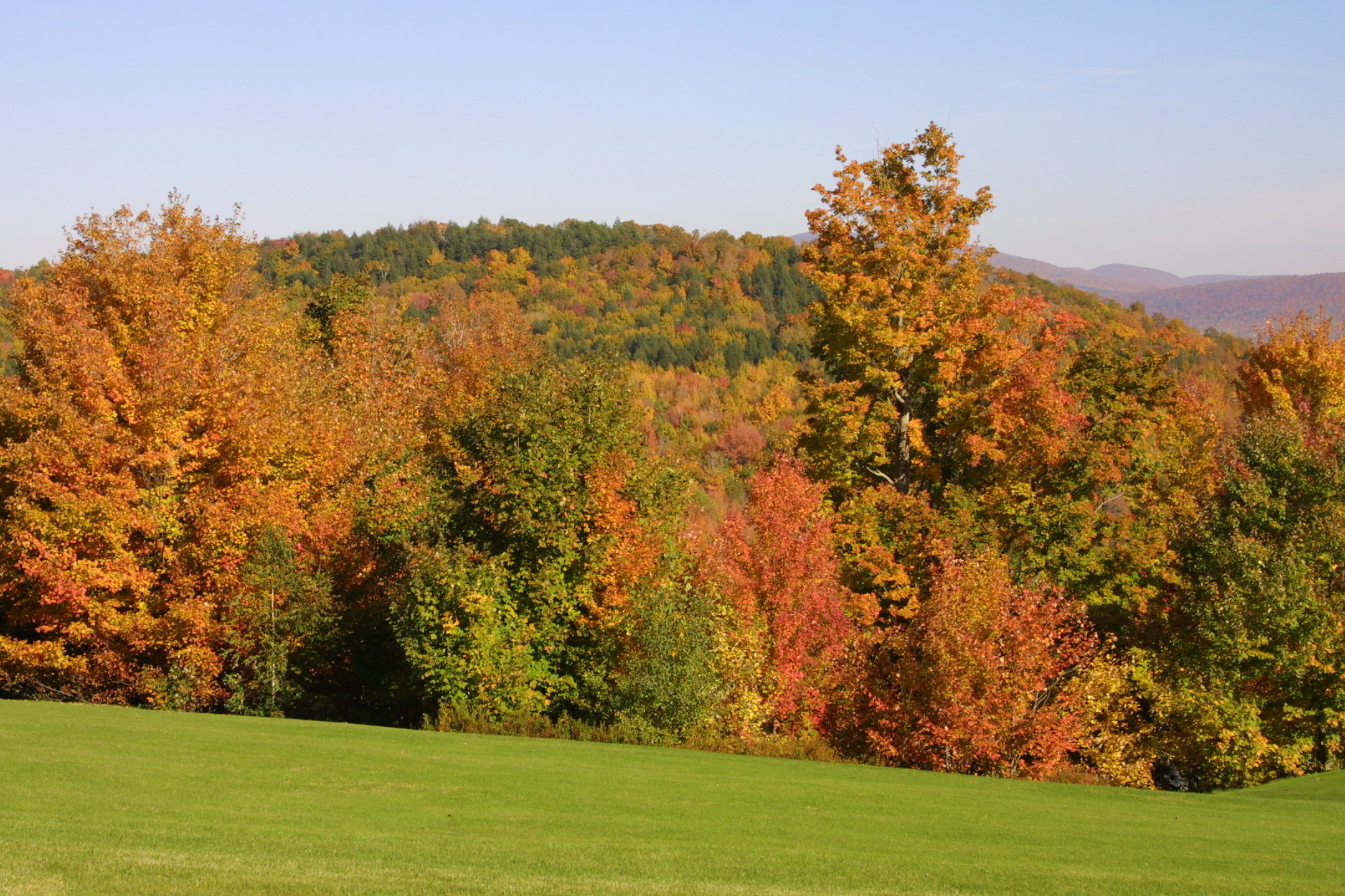 fall trees